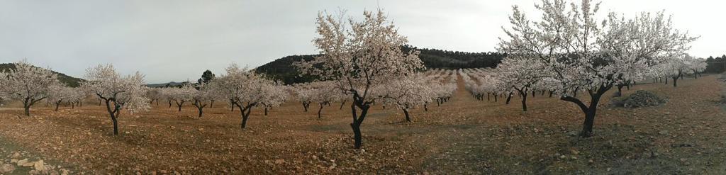 Atalaya Pansiyon Bogarra Dış mekan fotoğraf